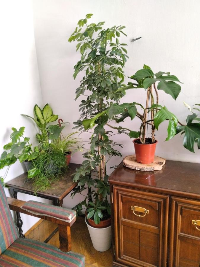 Monica'S House Hostel Beograd Bagian luar foto